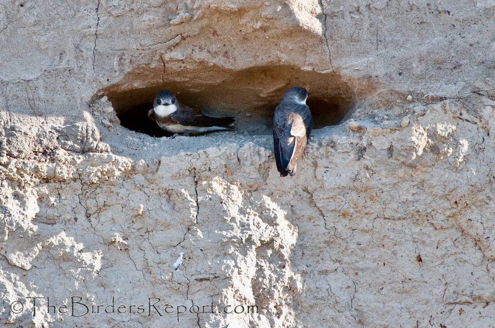 Bank Swallows at Nest Site by TheBirdersReport.com is licensed under CC BY-NC-SA 2.0